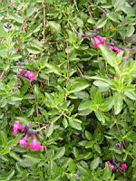 Sauge - Lamiaceae Salvia (02) (Photo F. Mrugala)